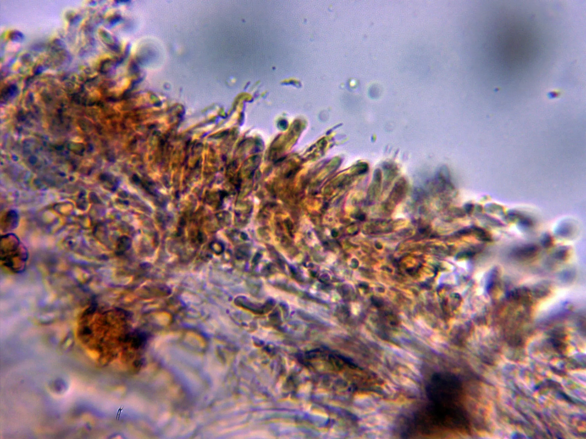 Microscopía de Amaropostia stiptica - 10 - Basidios tetrasporicos